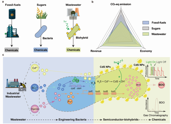 2024生物发酵展资讯:深圳先进院等建立杂合体的绿色生物制造技术