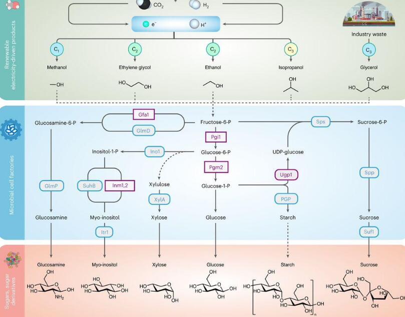 生物发酵展资讯:实现微生物的“农业生产”,我国人工合成糖类衍生物领域取得重大突破